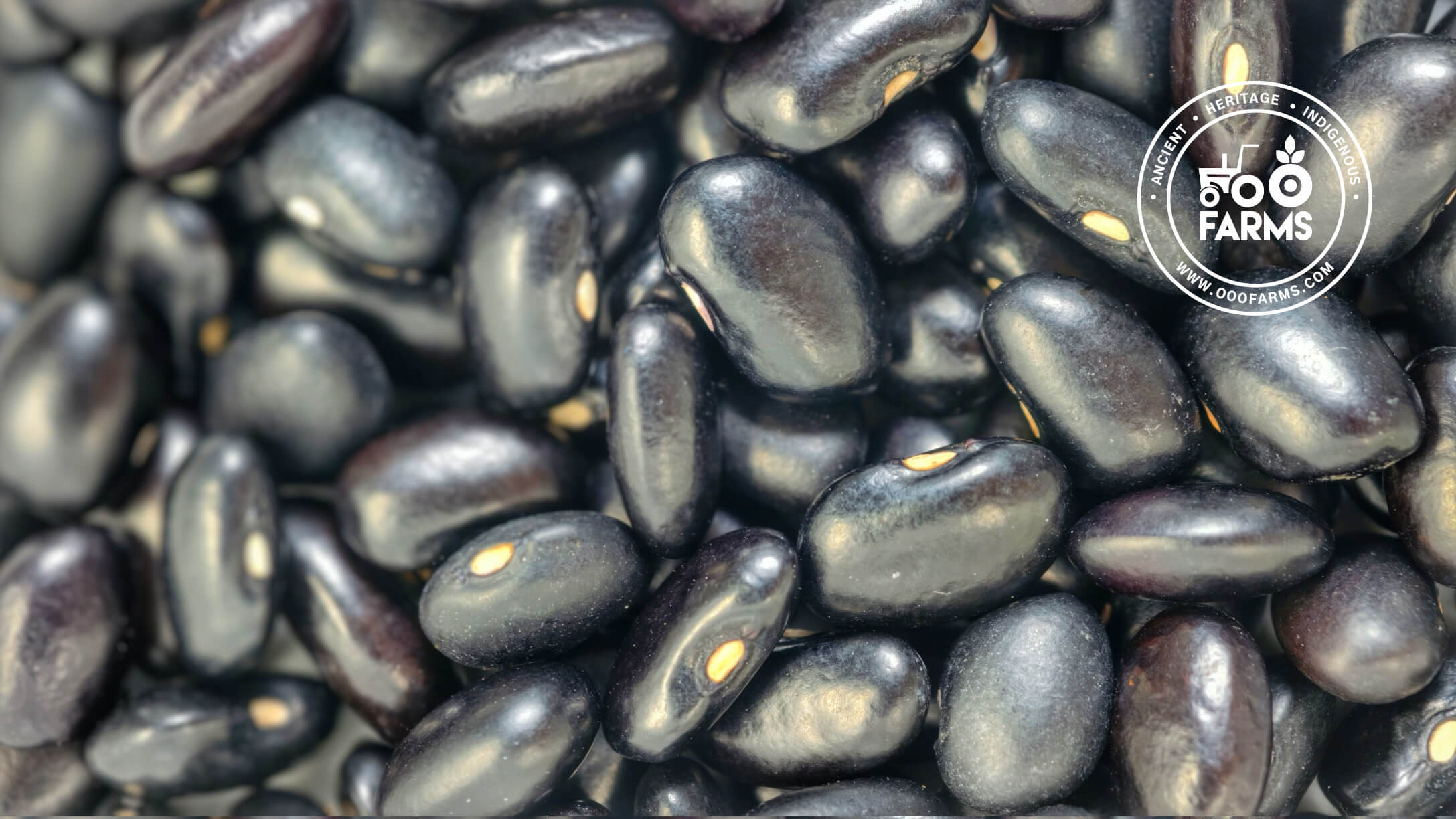 Black Rajma Beans / Kala Ghevda / काला घेवडा