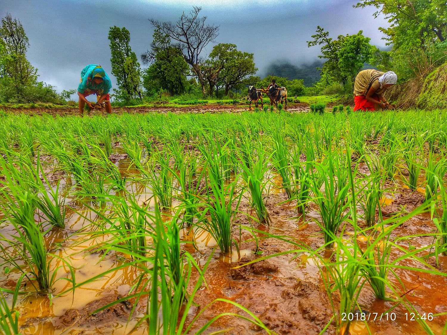 OOO Farms is a movement OOO Farms is a movement