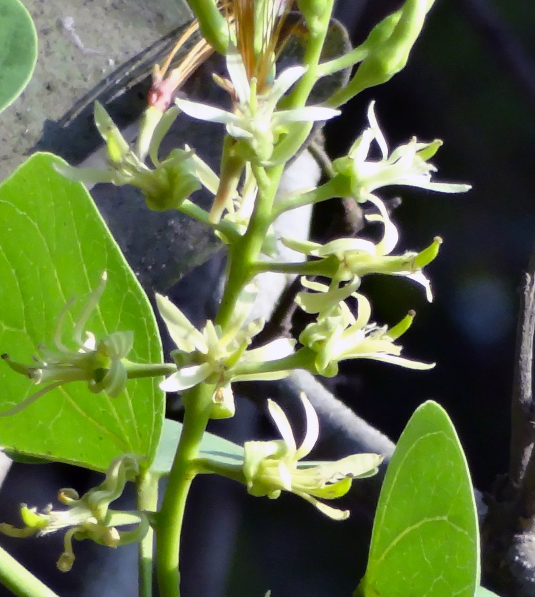 Kohrula / Shidu / Aapta / शिद्द /आपटा / कुहारूळ / Bidi Leaf Tree / Bauhinia racemosa