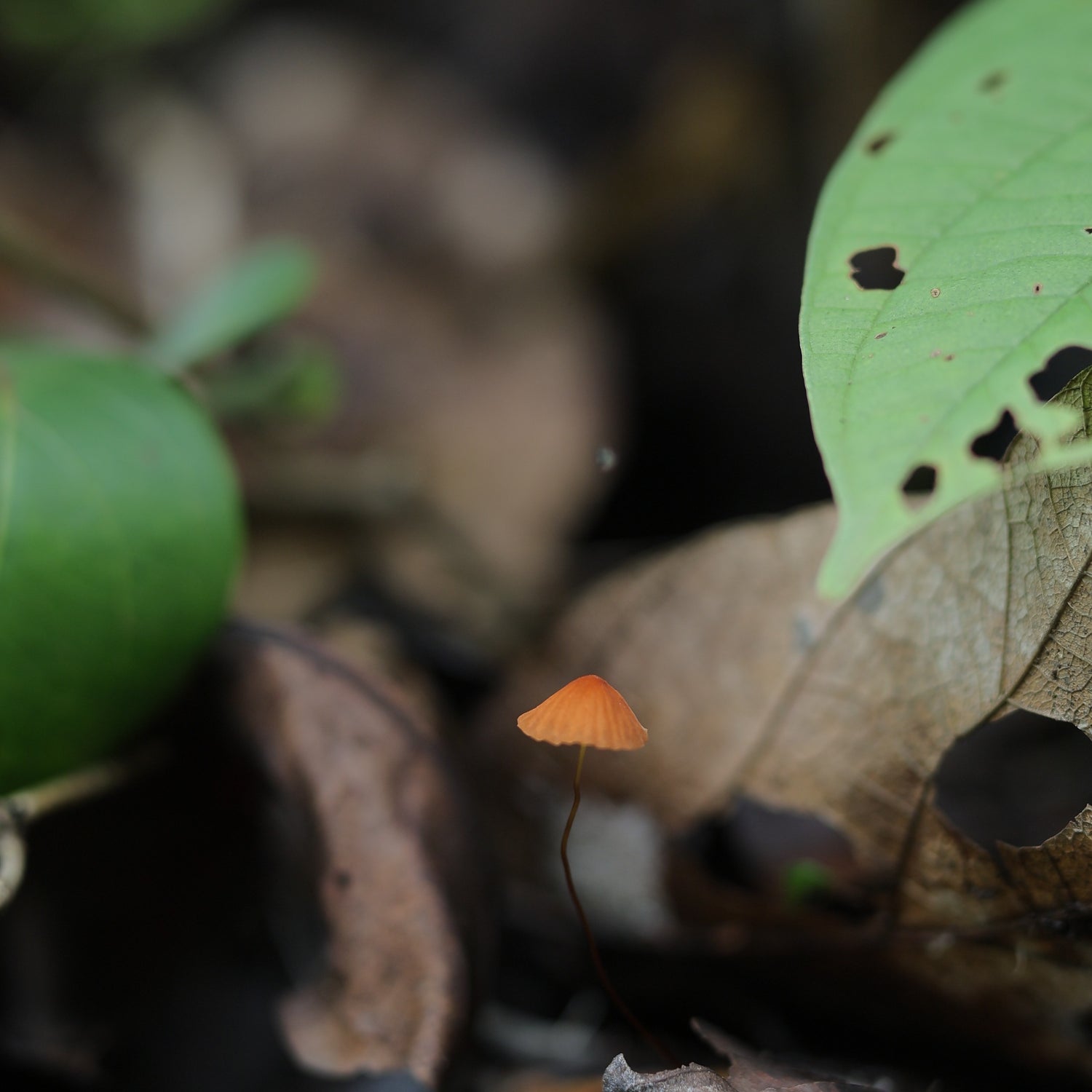 Wild Psychdelic Mushroom / Mazri Alimbi / माझरी अळिंबी