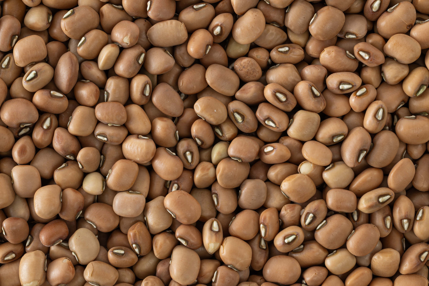 Lal Chawli (Red Cowpea) / लाल चवळी / लाल लोबिया Lal Chawli (Red Cowpea) / लाल चवळी / लाल लोबिया