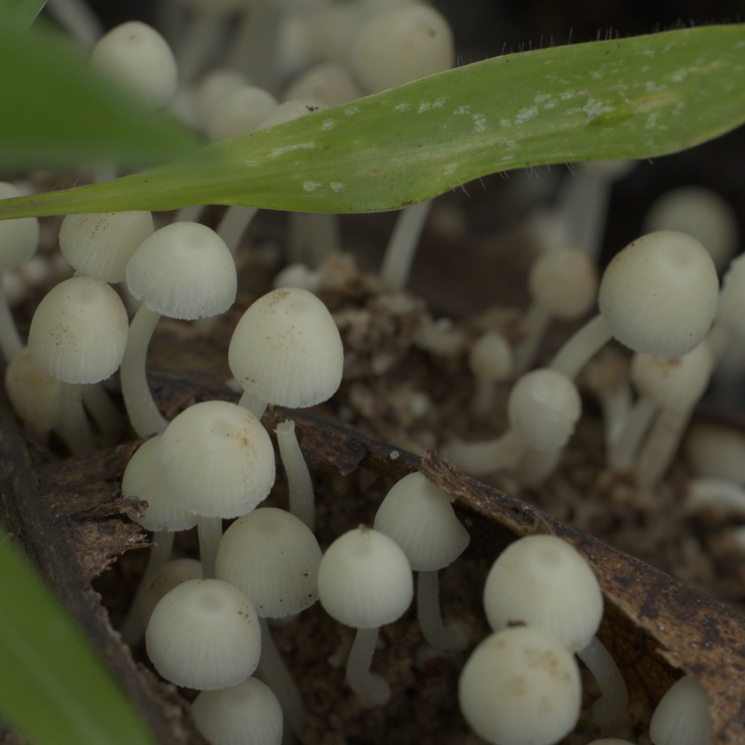 Wild Edible Mushroom / Shitoli Alimbi / शितोळी अळिंबी
