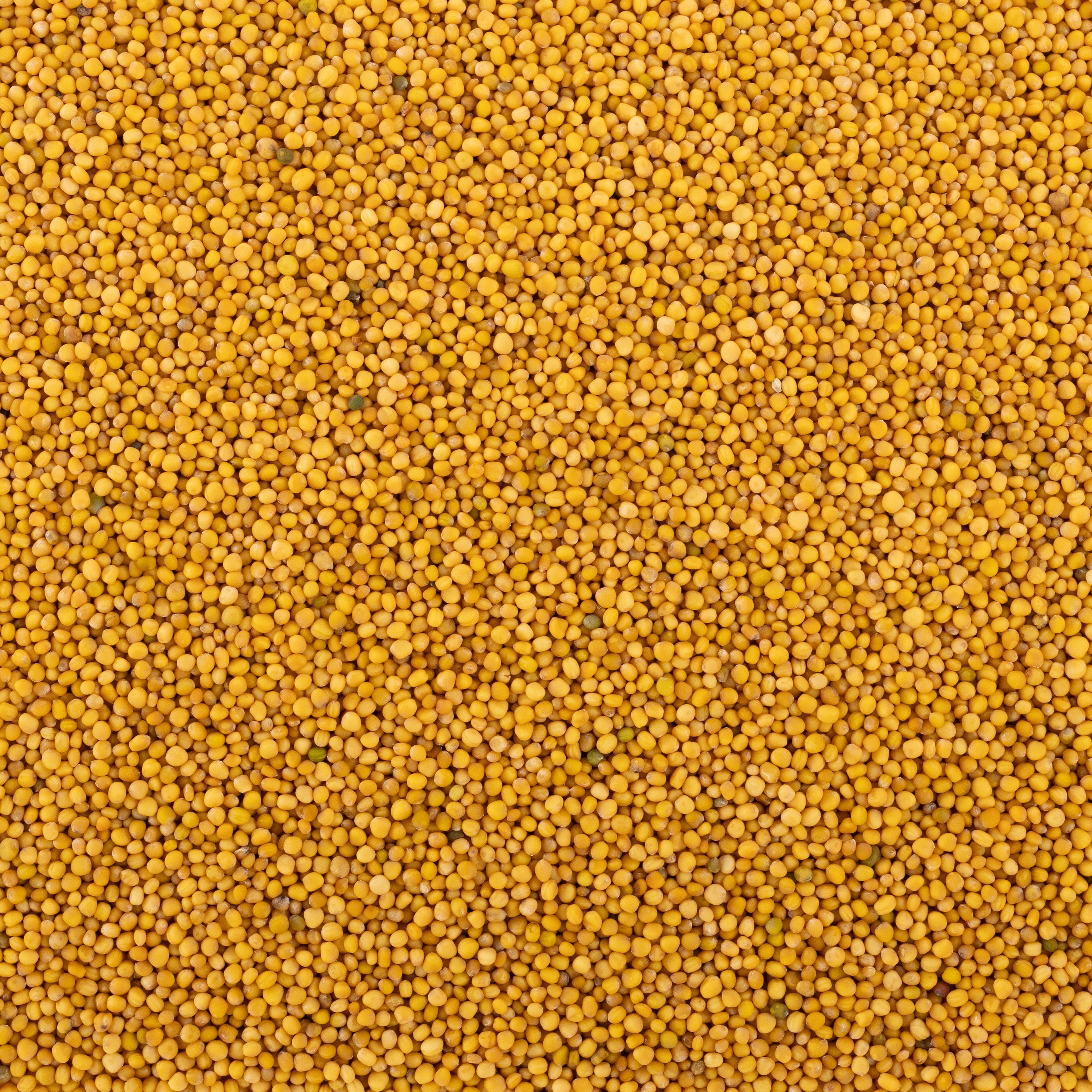 Yellow Mustard Seed