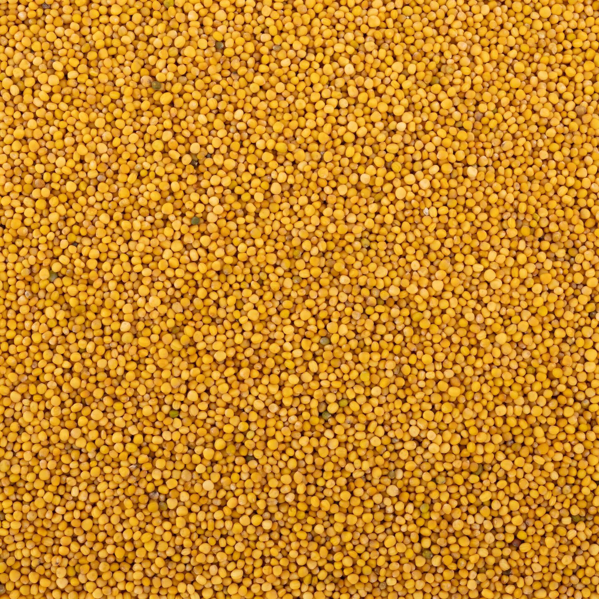 Yellow Mustard Seed