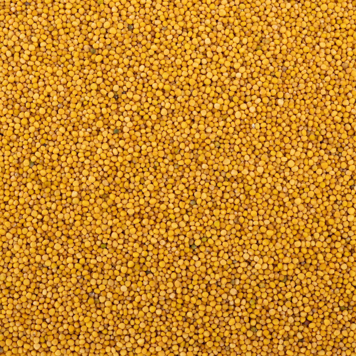 Yellow Mustard Seed