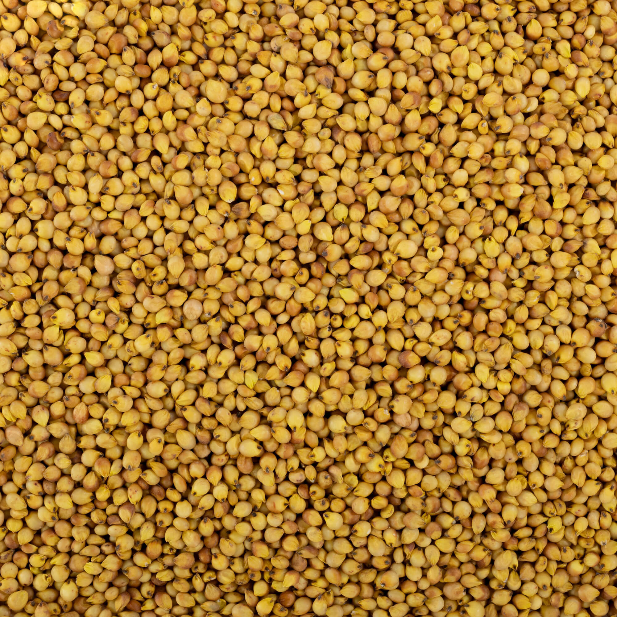 Yellow Sorghum / पिवळी जुवार