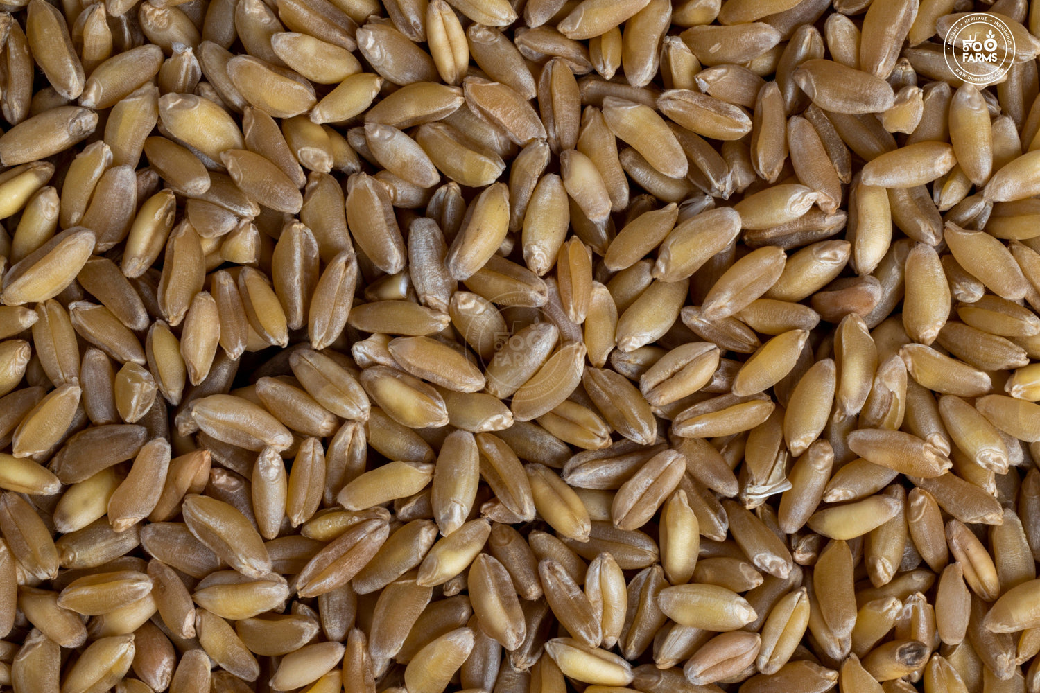 OOO Farms Whole Wheat Bansi OOO Farms Whole Wheat Bansi