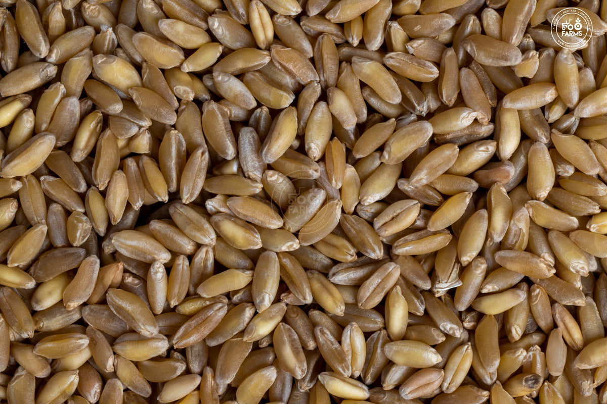 OOO Farms Whole Wheat Bansi