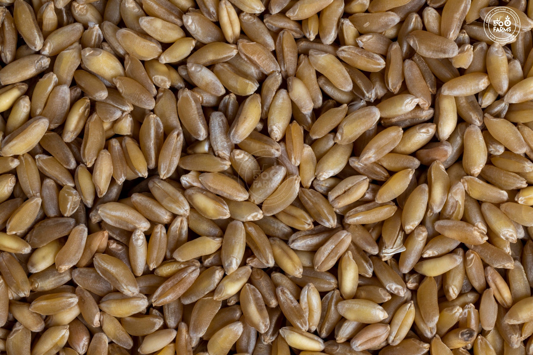 OOO Farms Whole Wheat Bansi