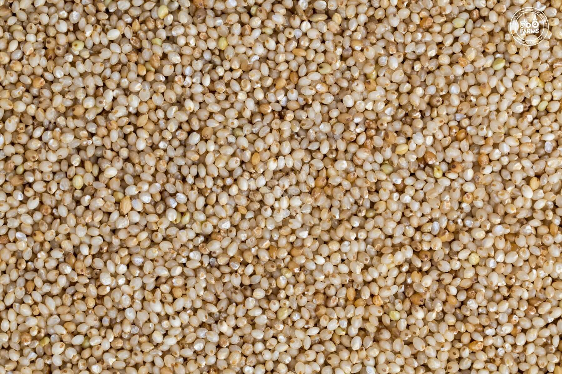OOO Farms Whole Barnyard Millet