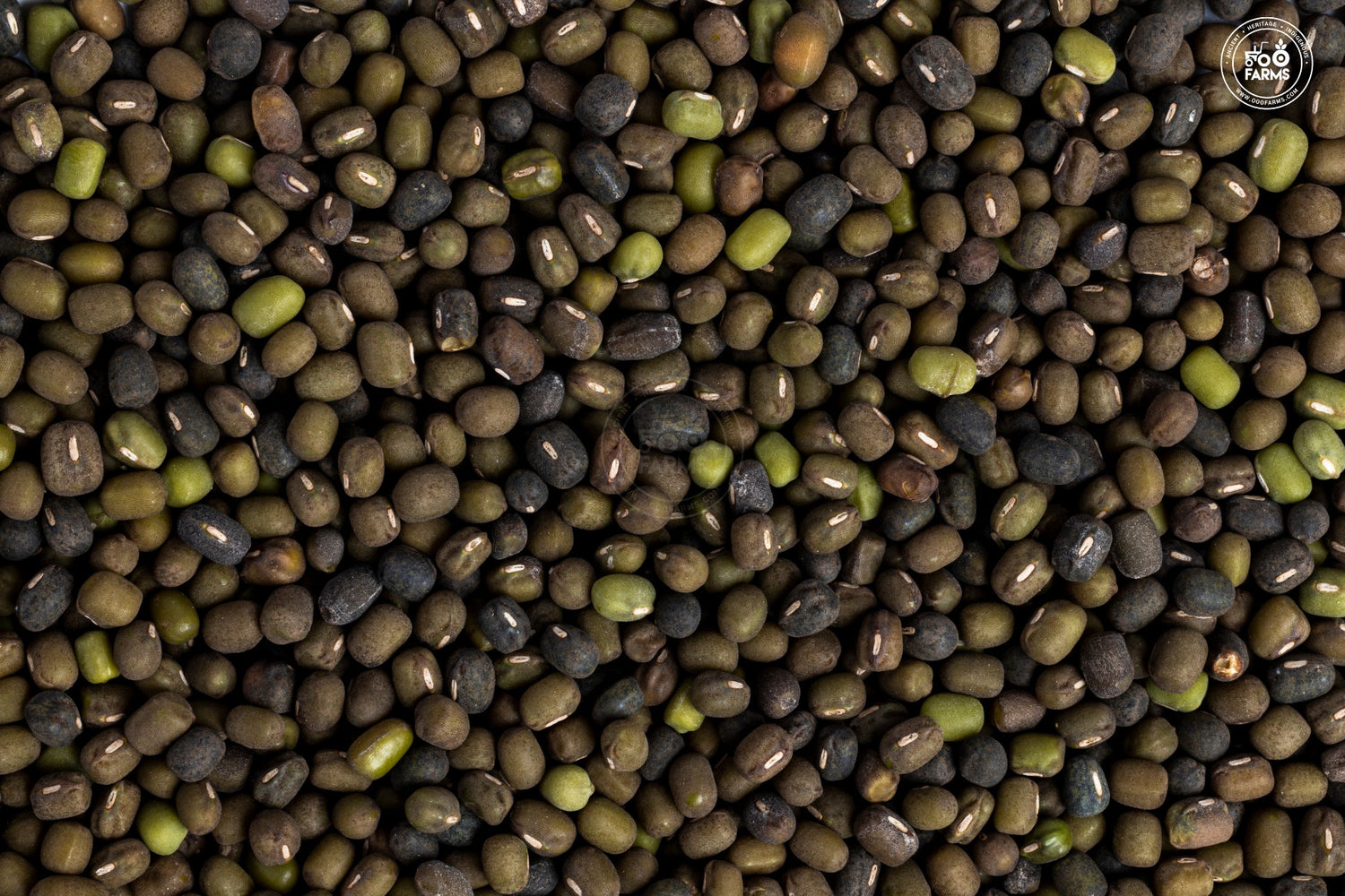 OOO Farms Whole Dongar Black Moong OOO Farms Whole Dongar Black Moong