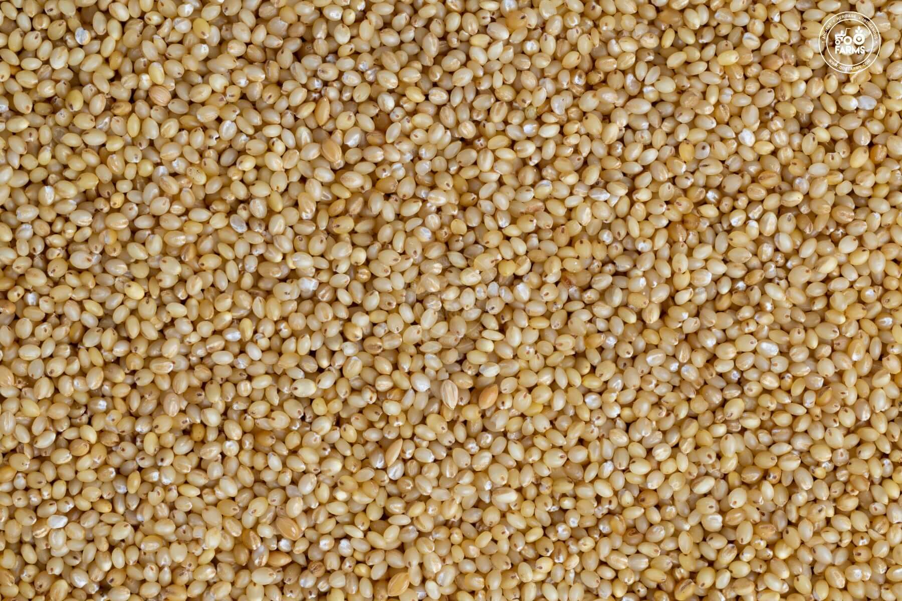 OOO Farms Foxtail Millet