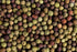 OOO Farms Whole Dongar Green Peas OOO Farms Whole Dongar Green Peas
