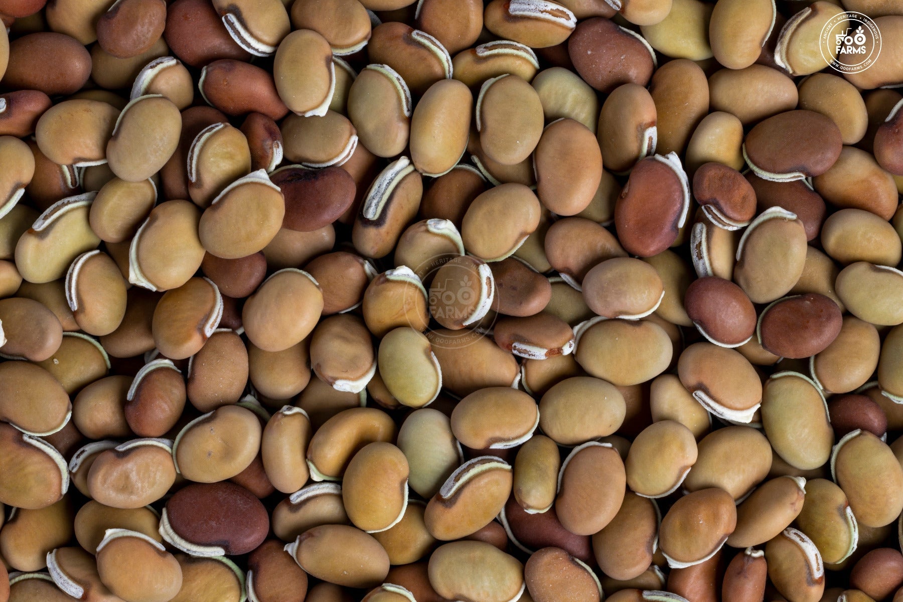 OOO Farms Whole Bitter Field Bean