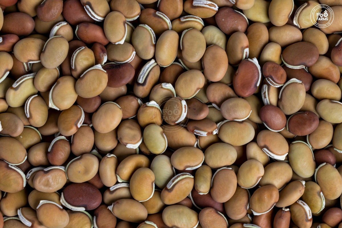 OOO Farms Whole Bitter Field Bean