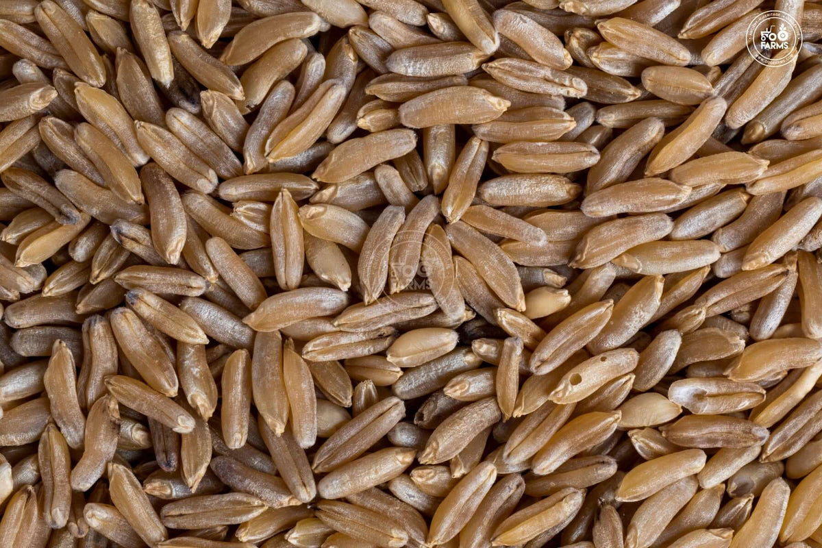 OOO Farms Whole Wheat Kalibal