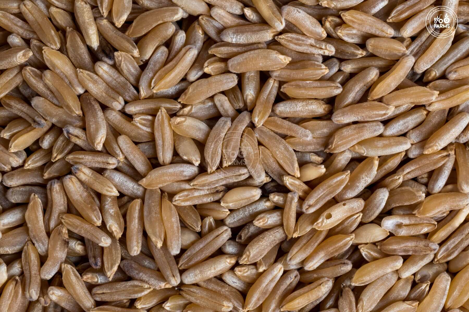 OOO Farms Whole Wheat Kalibal