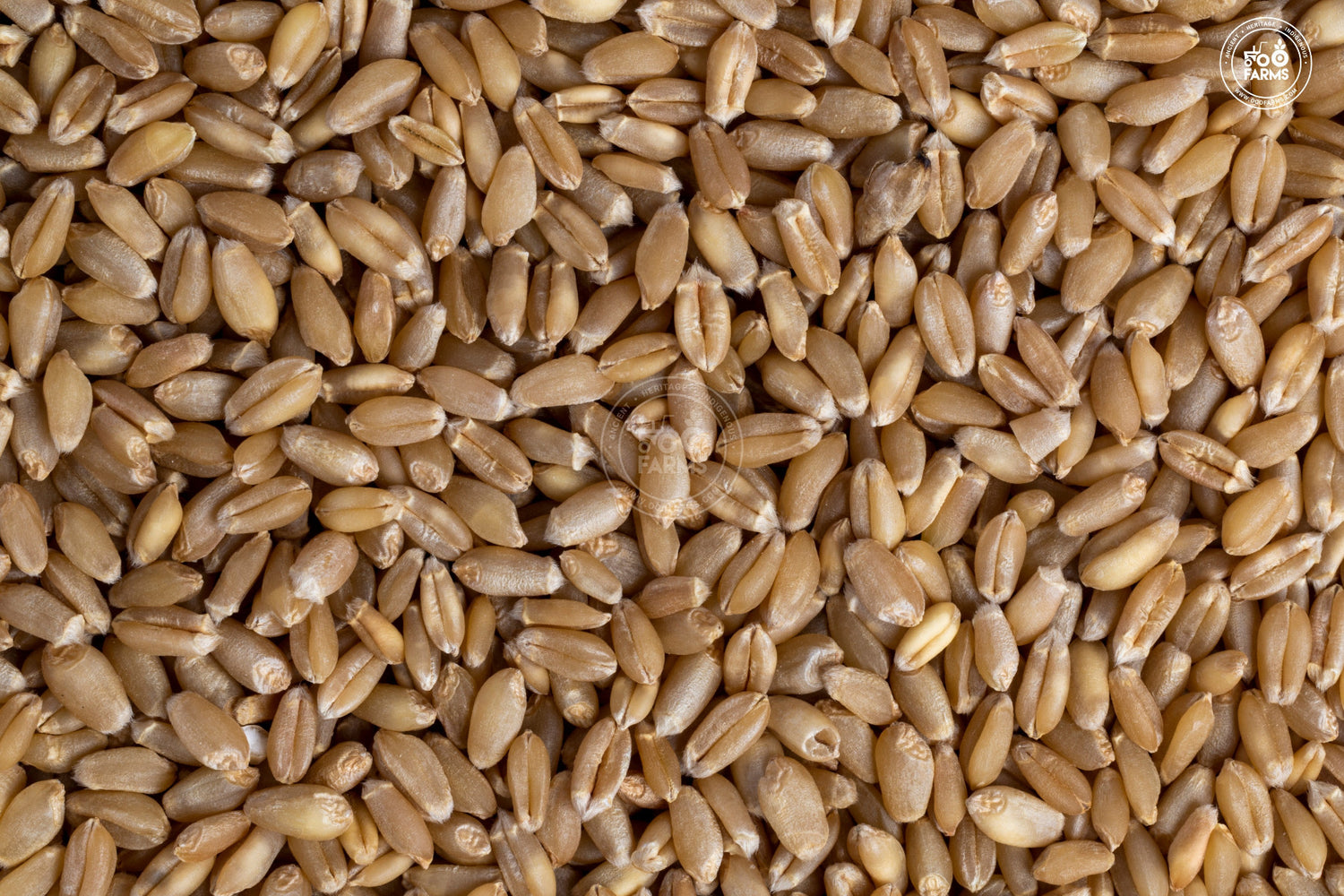 OOO Farms Whole Wheat Kalyan Sona OOO Farms Whole Wheat Kalyan Sona
