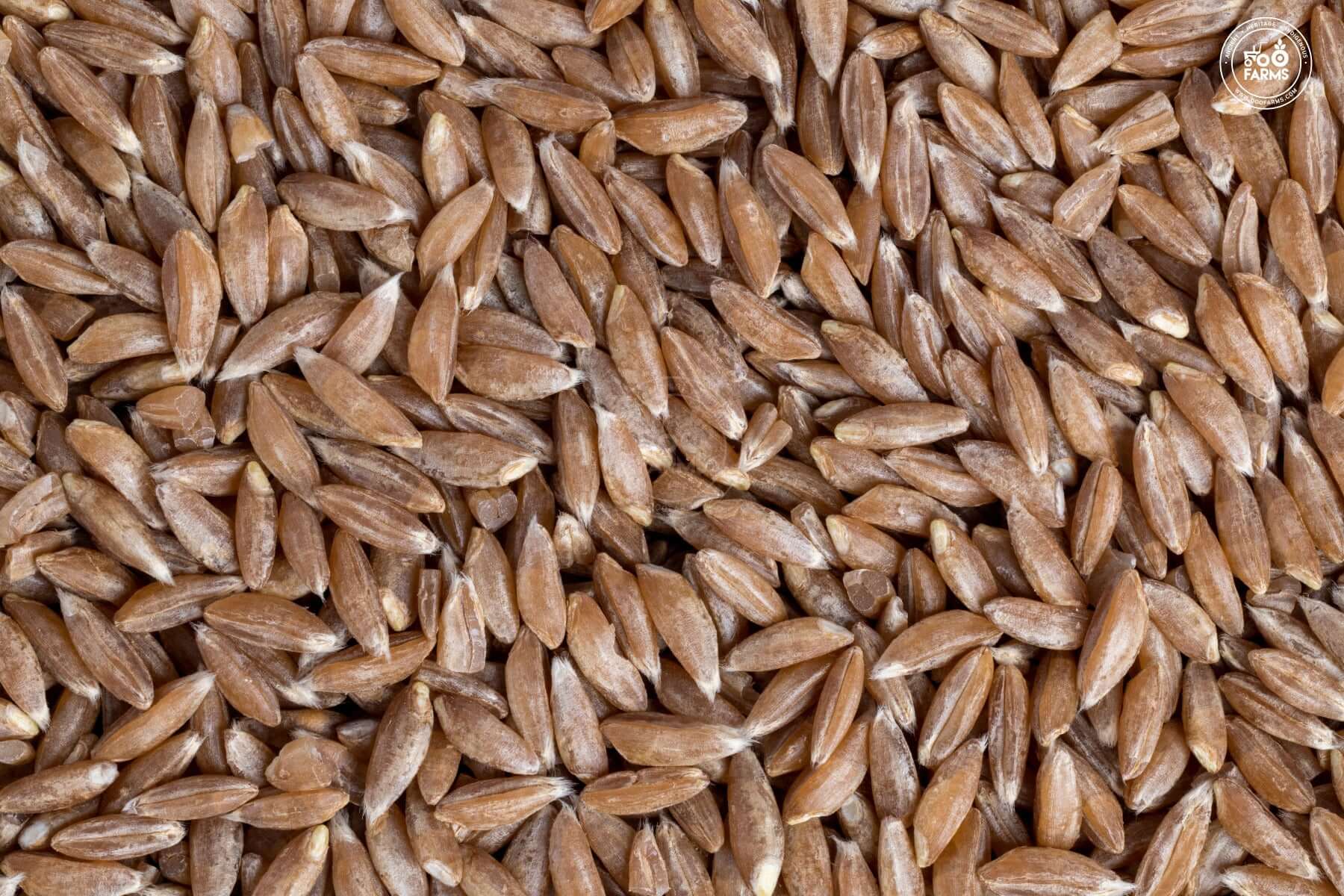 OOO Farms Whole Wheat Khapli