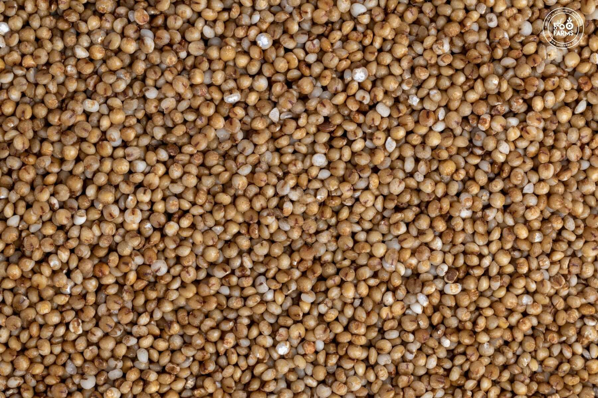 OOO Farms Kodo Millet