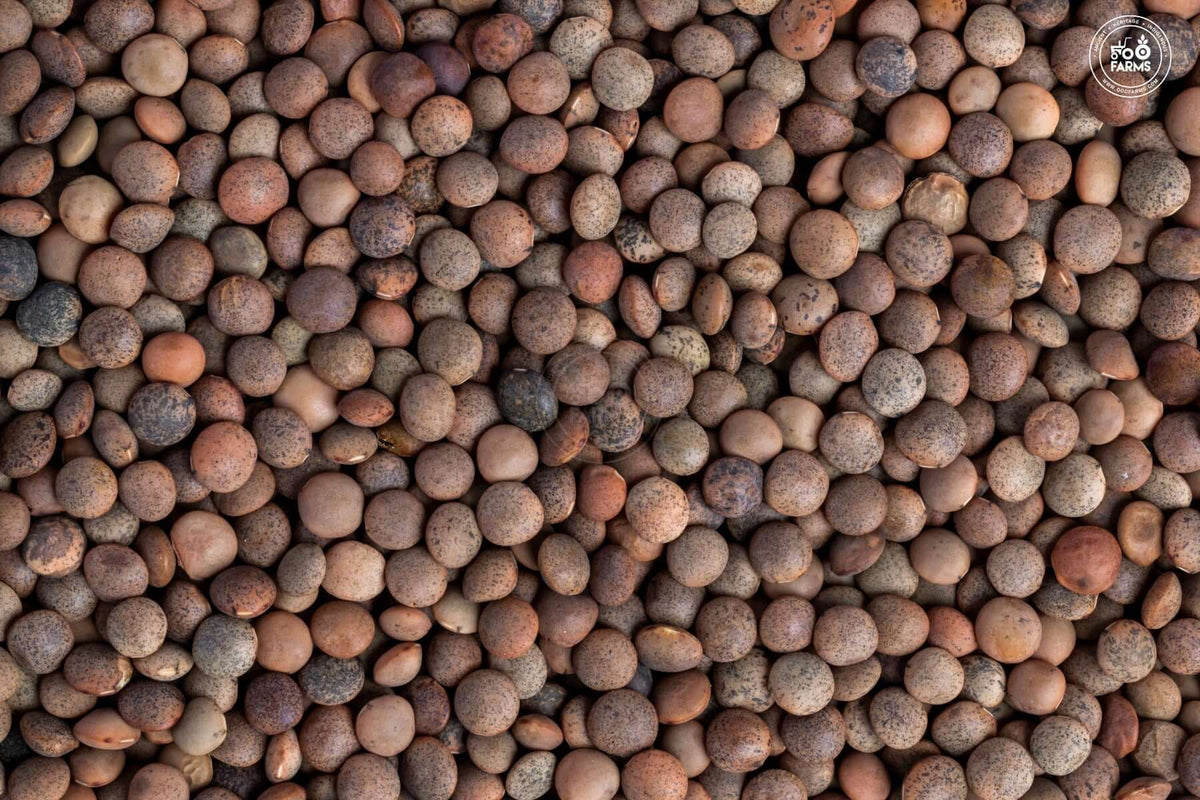 OOO Farms Whole Masoor