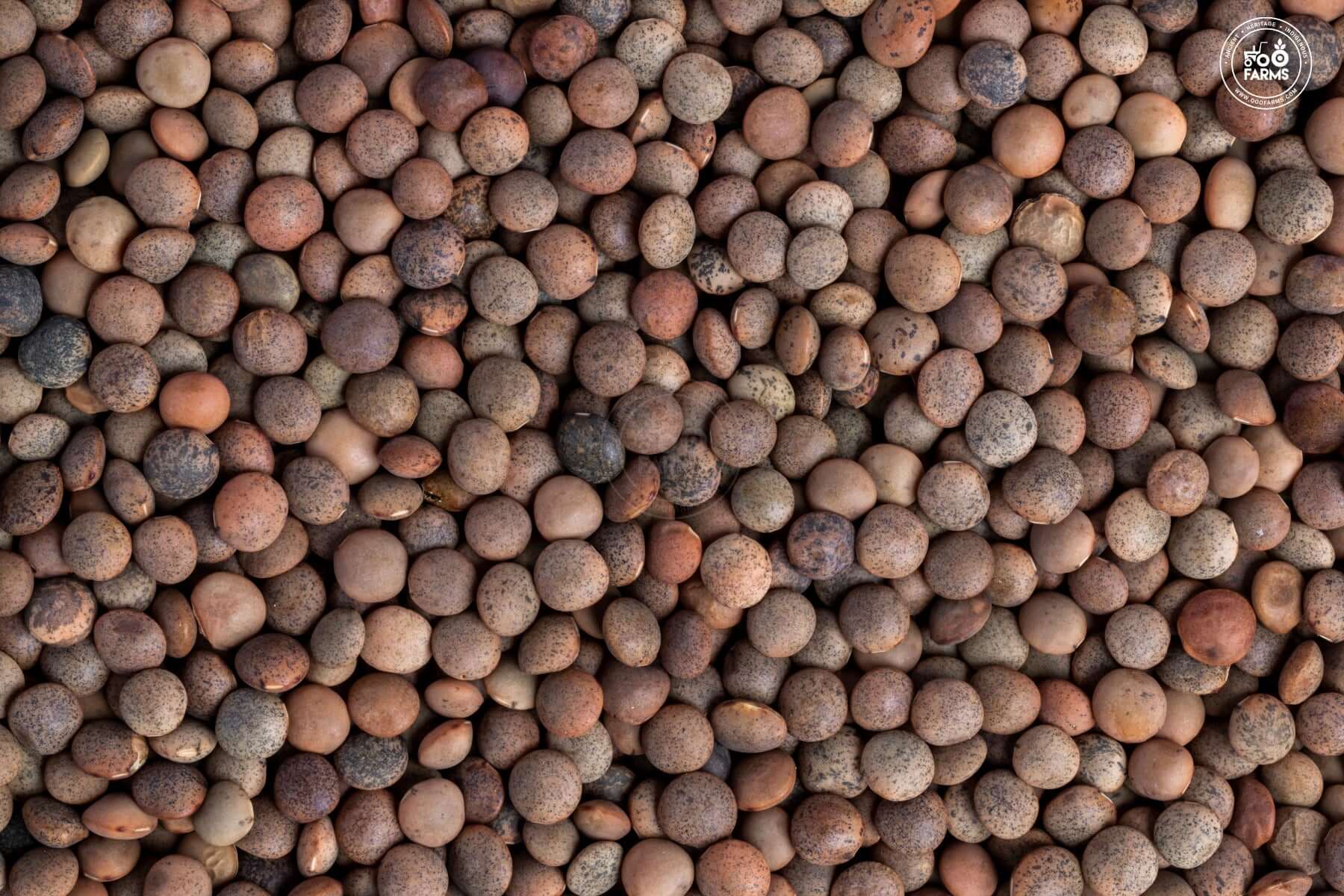 OOO Farms Whole Masoor