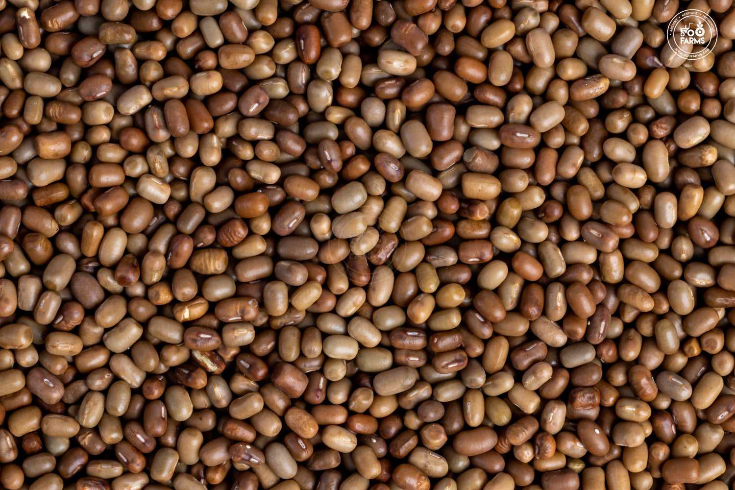 OOO Farms Whole Moth Bean OOO Farms Whole Moth Bean