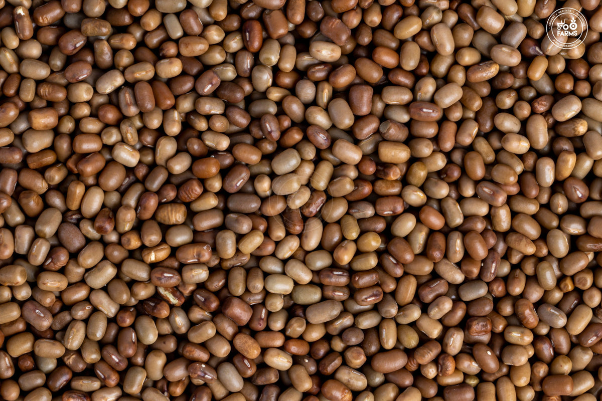 OOO Farms Whole Moth Bean