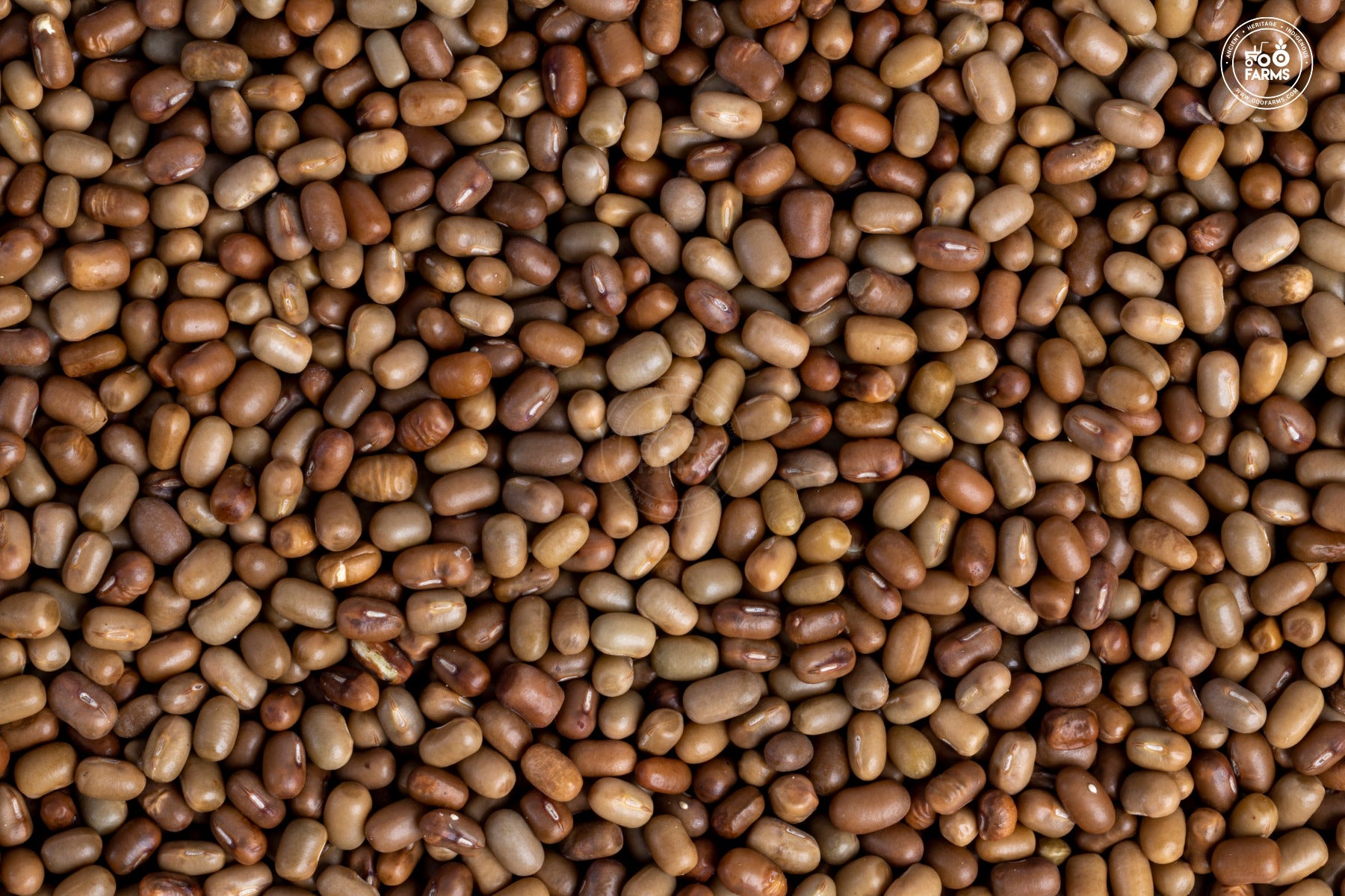 OOO Farms Whole Moth Bean