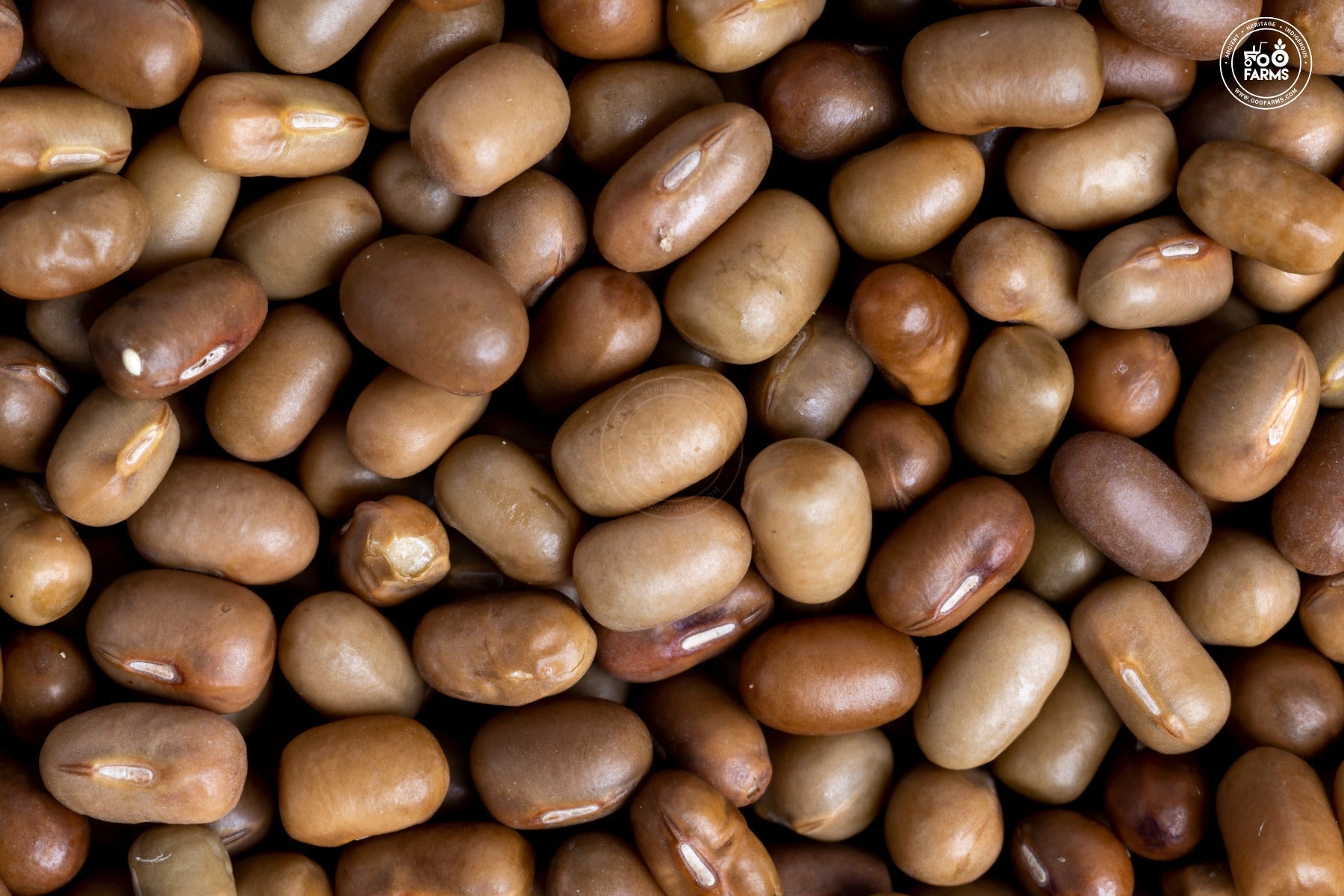 OOO Farms Whole Moth Bean