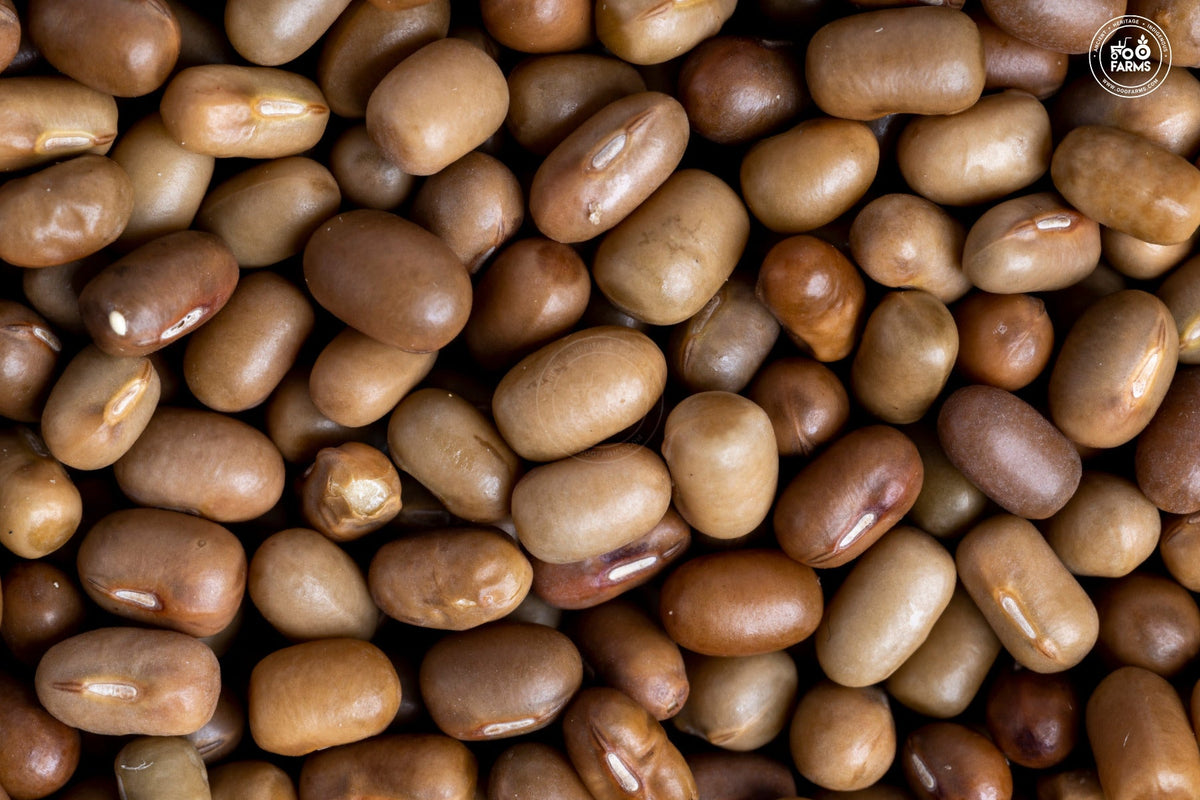 OOO Farms Whole Moth Bean