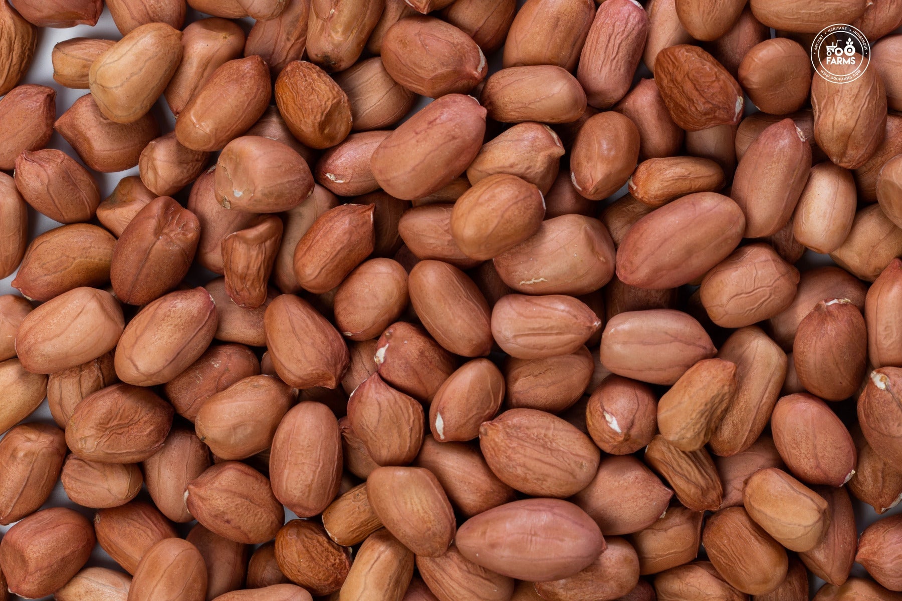 OOO Farms Pink Groundnut 1