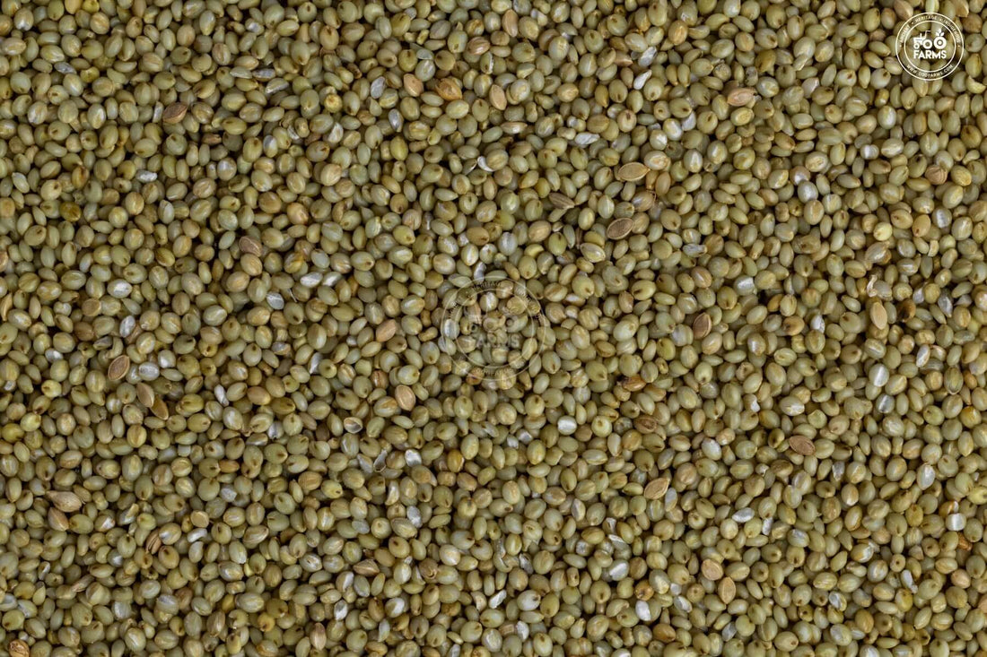 Browntop Millet OOO Farms Whole Browntop Millet