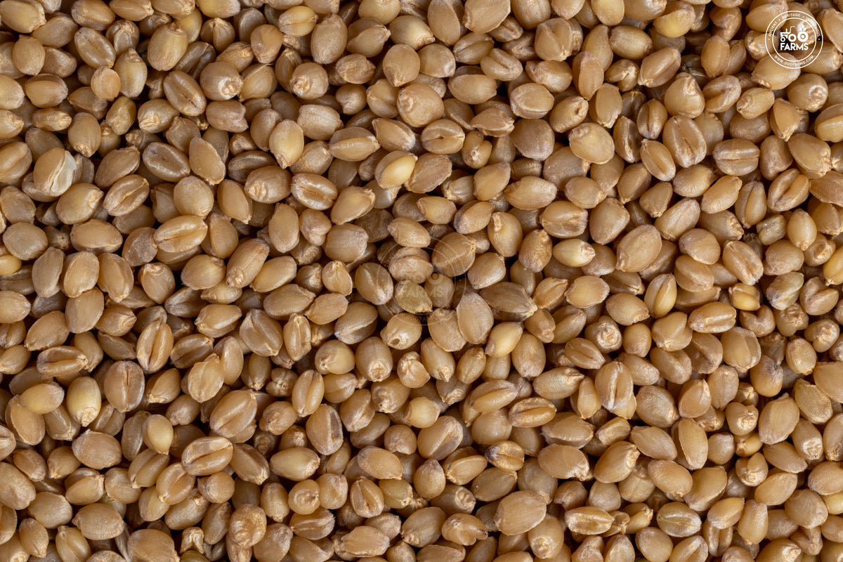OOO Farms Whole Wheat Paigambari
