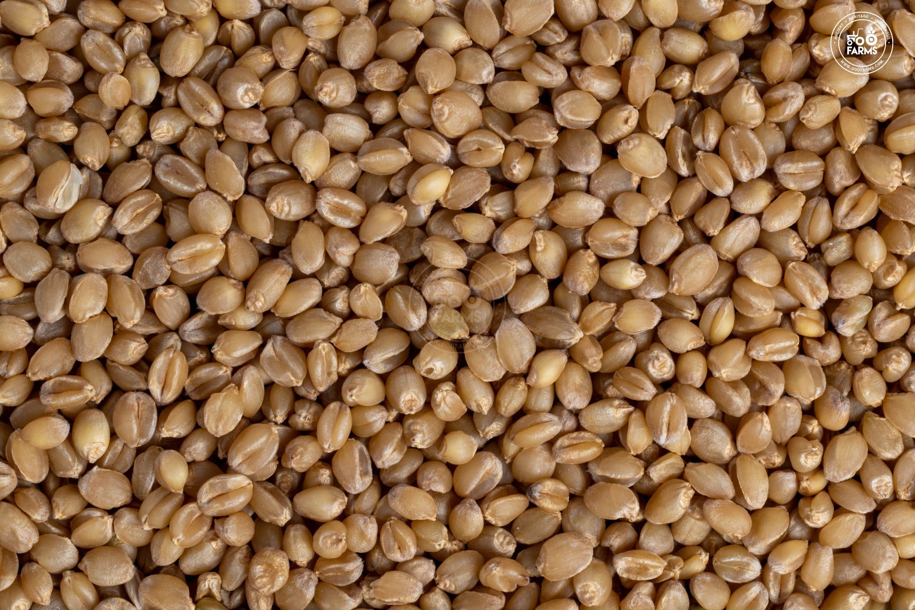 OOO Farms Whole Wheat Paigambari
