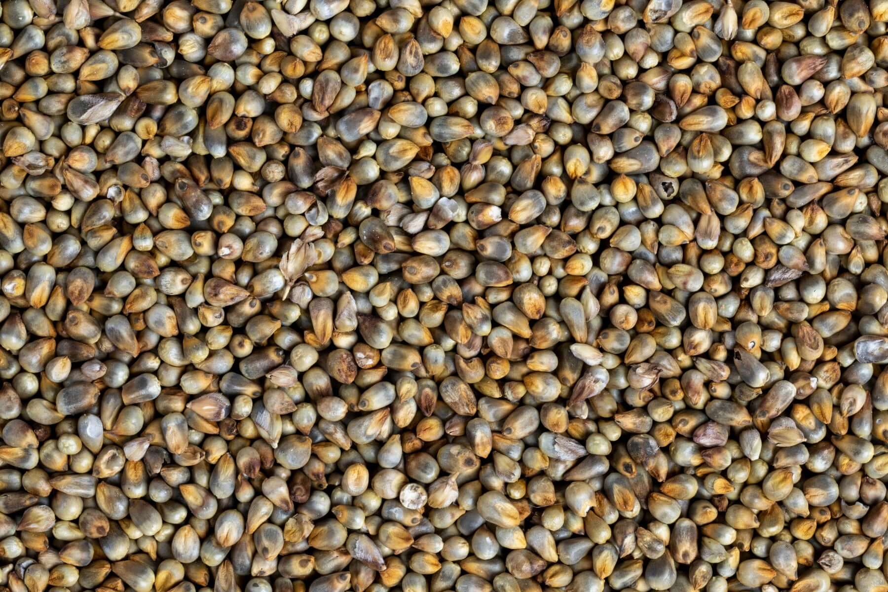 OOO Farms Pearl Millet