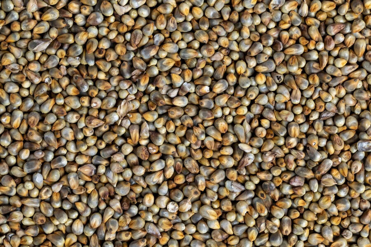 OOO Farms Pearl Millet