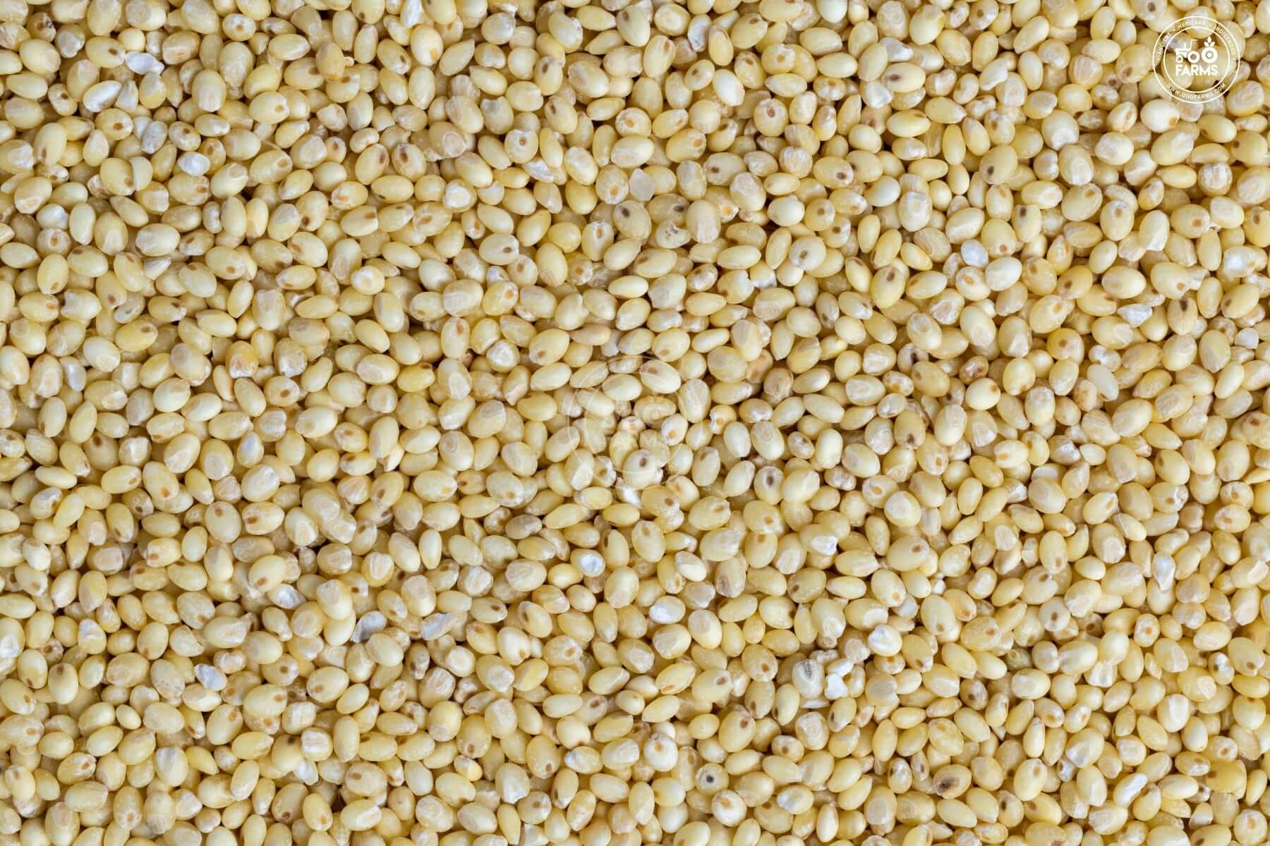 OOO Farms Proso Millet