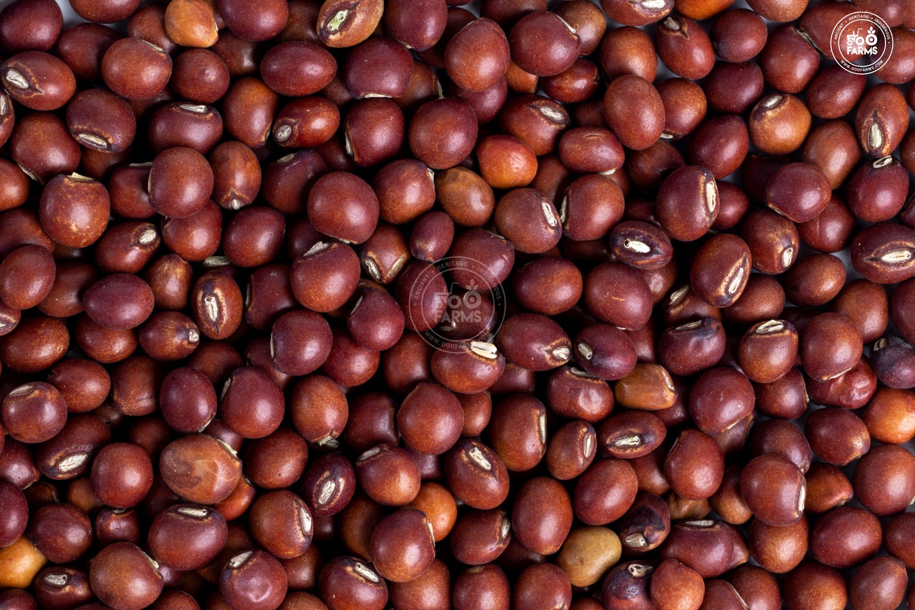 Whole Pigeon Pea / Toor