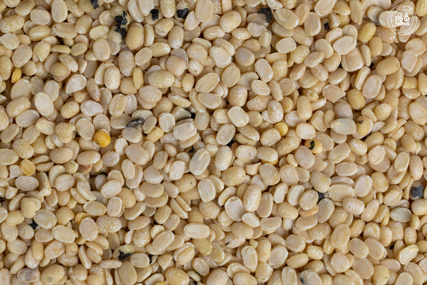 OOO Farms Unpolished Urad Dal  OOO Farms Unpolished Urad Dal
