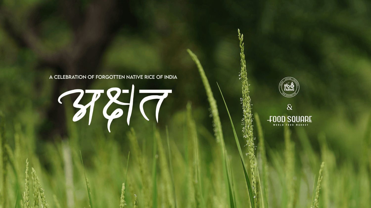 Rekindling our Memories of Rice at Akshat