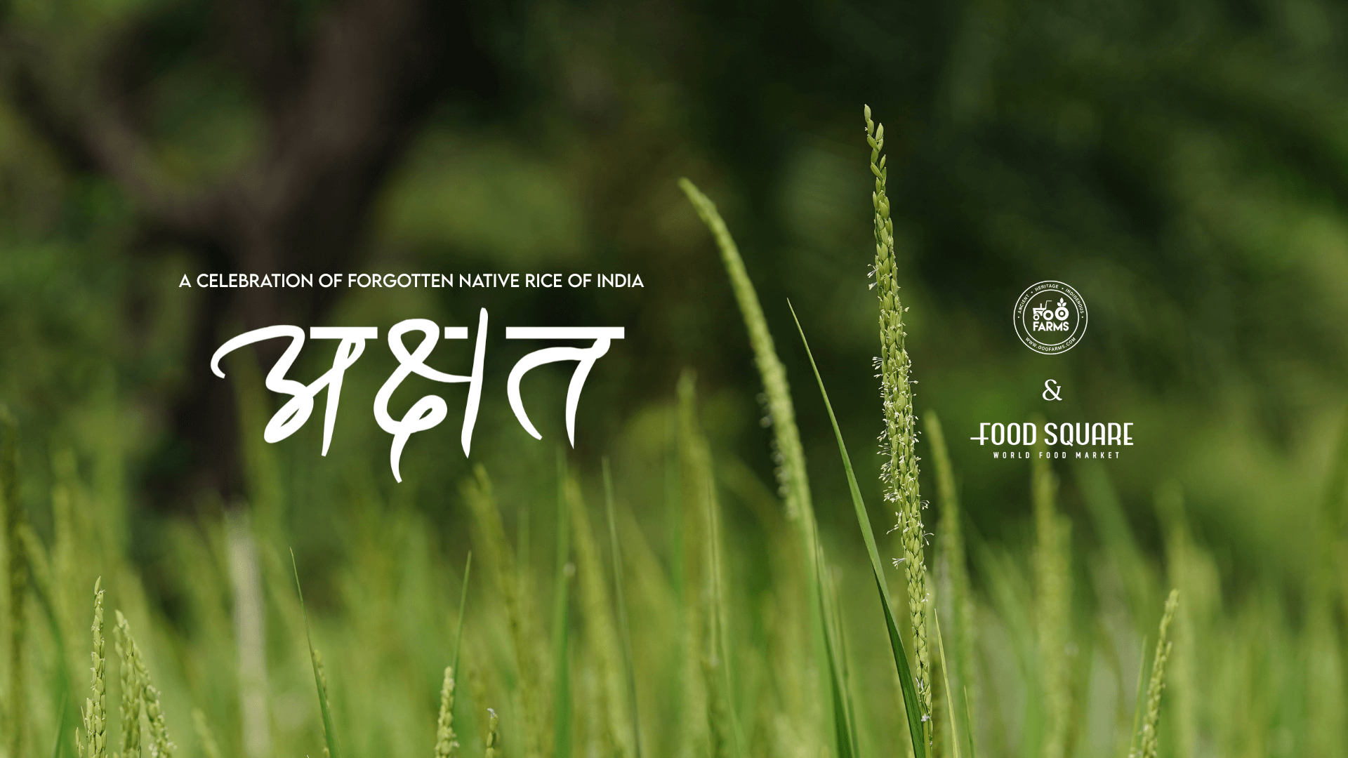 Rekindling our Memories of Rice at Akshat