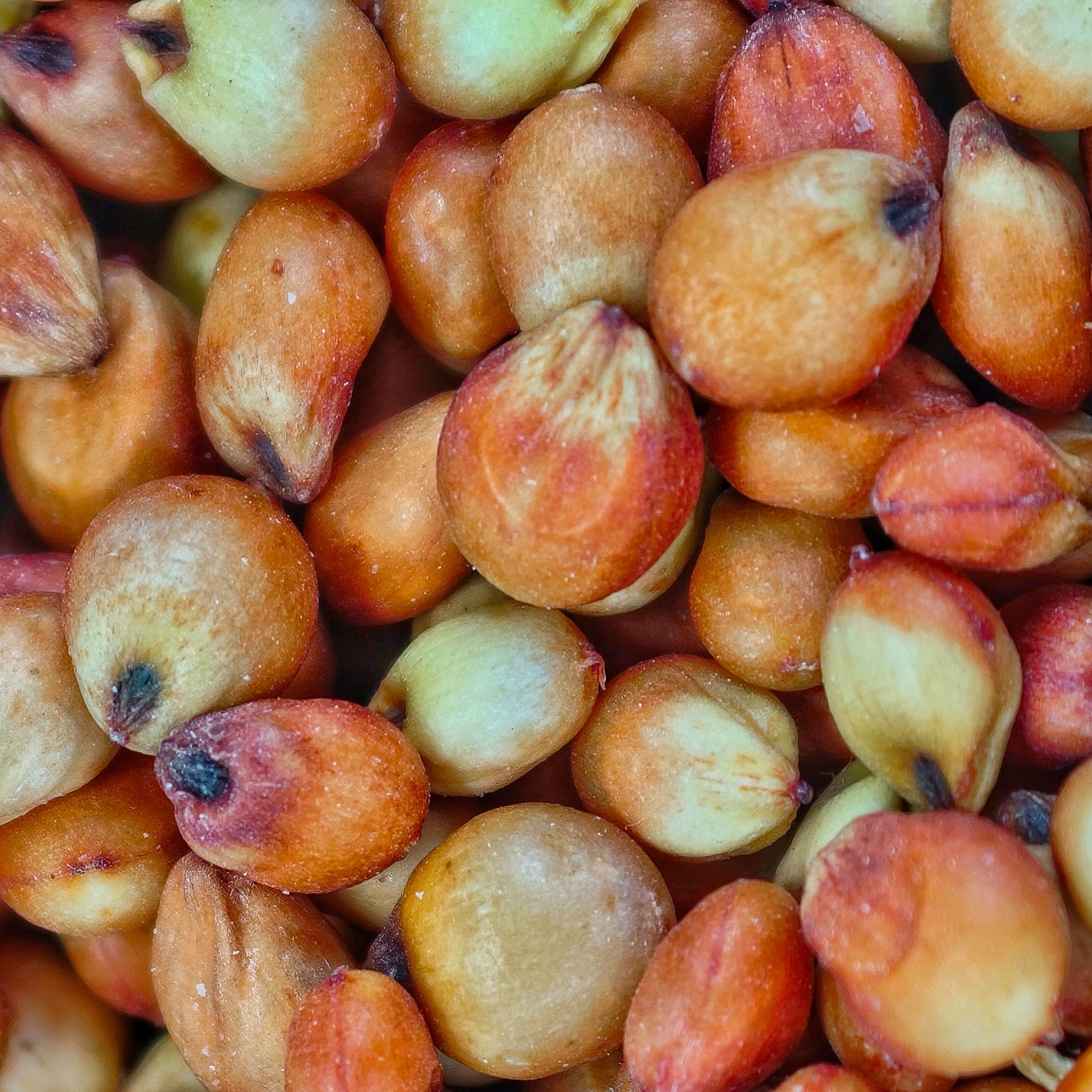 Red Sorghum / Red Jowar / लाल चिकणी जुवार