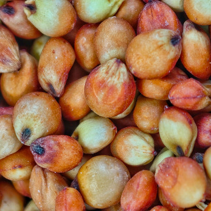 Red Sorghum / Red Jowar / लाल चिकणी जुवार