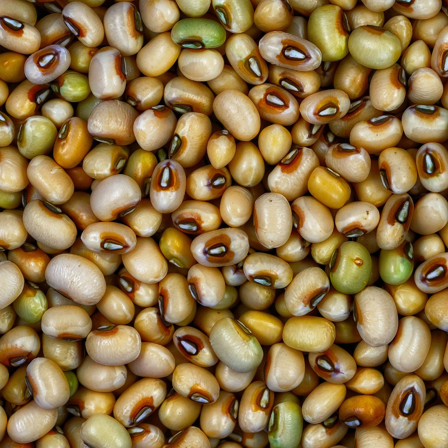 White Cowpea / Safed Chawli / सफेद चवळी / सफेद लोबिया