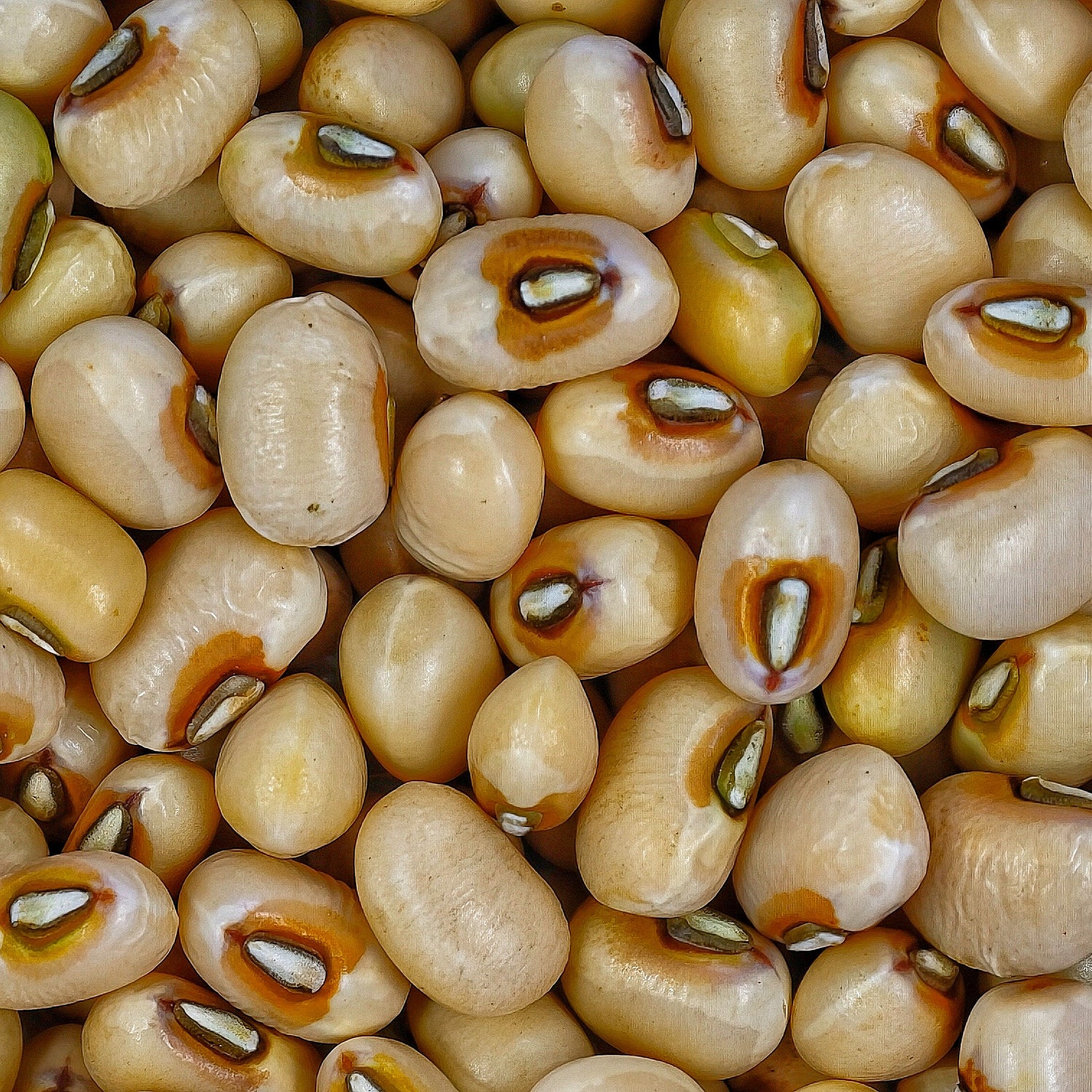 White Cowpea / Safed Chawli / सफेद चवळी / सफेद लोबिया