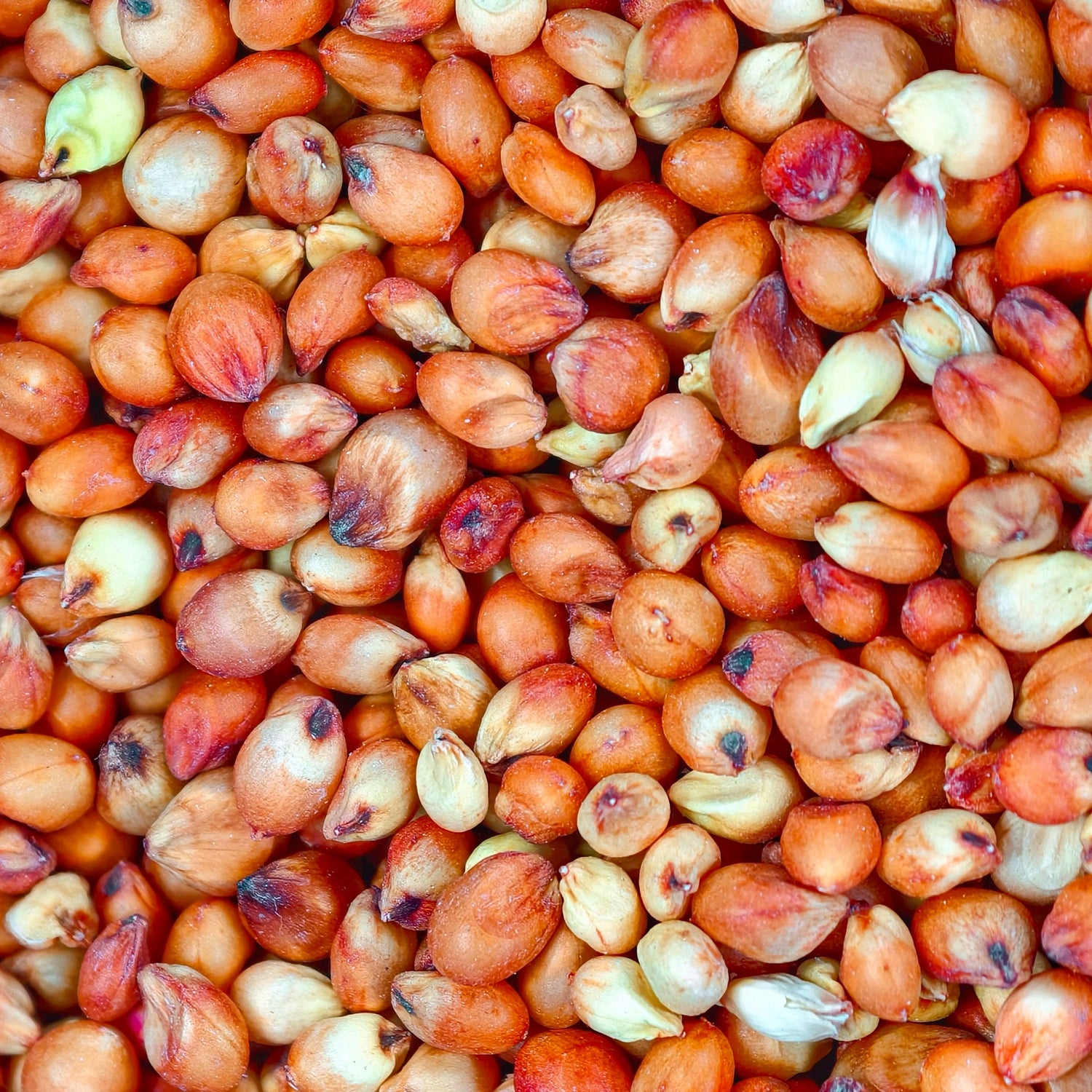 Red Sorghum / Red Jowar / लाल चिकणी जुवार