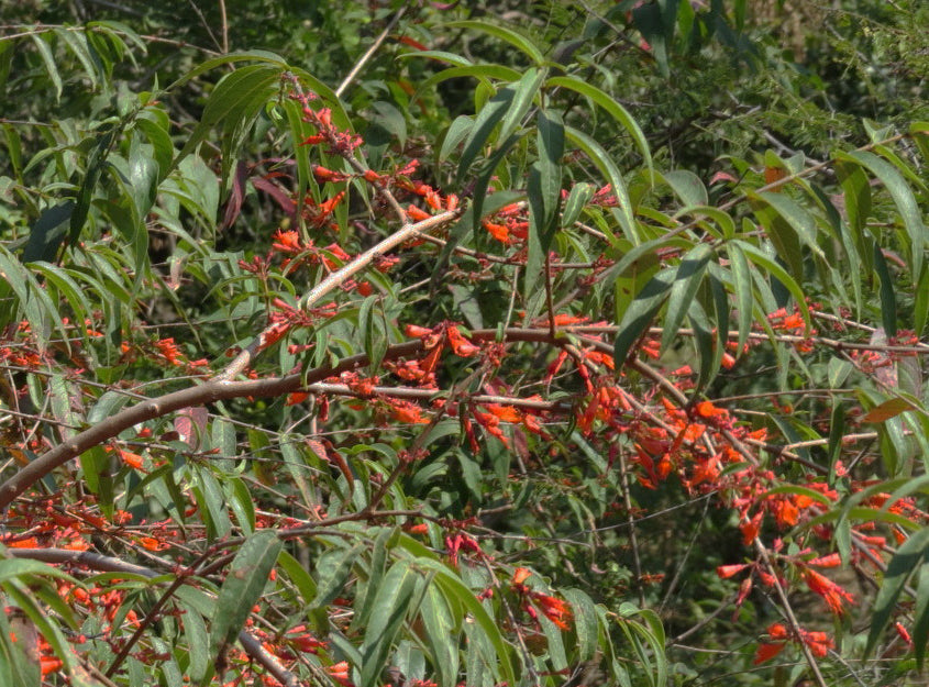 Dhayti / धयती / Fire Flame Bush / Woodfordia fruticosa (L.)