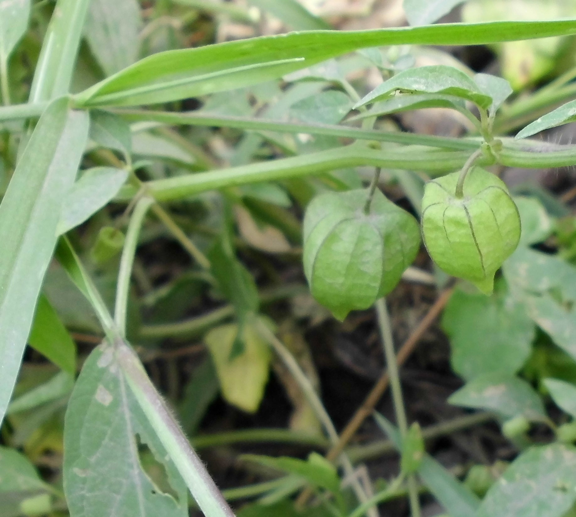 Chirambot / Kapalphodi / चिरमबोट / कपालफोडी / Wild Cape Gooseberry / Physalis minima L.