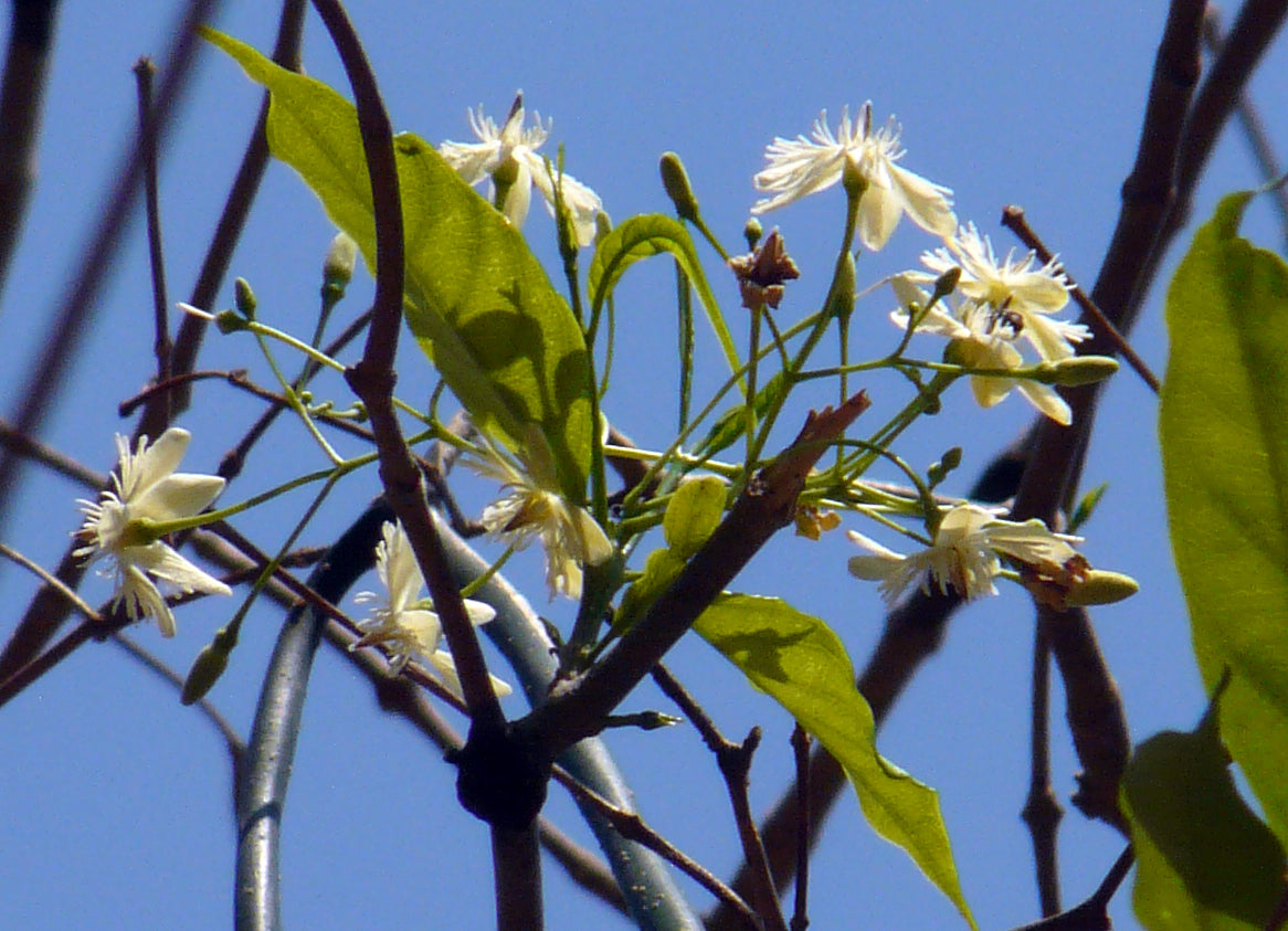Kala Kuda / Kalkoda / काळा कुडा / Pala Indigo Plant / Wrightia tinctoria R.Br.
